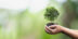 How Dutch Municipalities Promote Climate Adaptation and Biodiversity