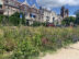 Indigenous wild flowers on the banks of the restored Singel (circular canal) in Utrecht to increase biodiversity and the well-being of city dwellers