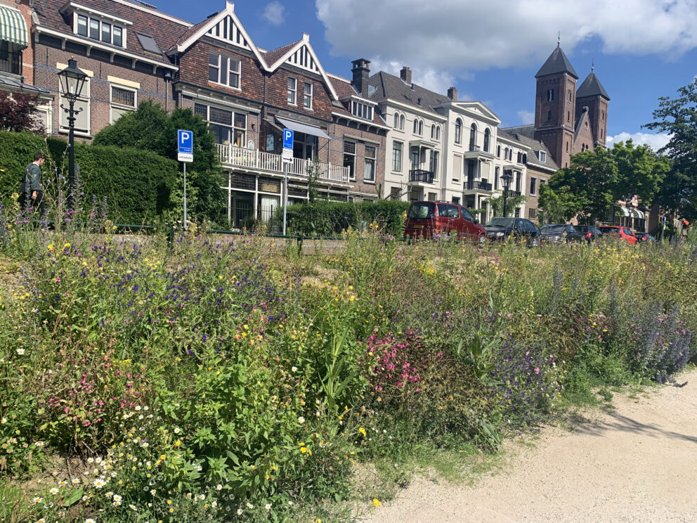 Indigenous wild flowers on the banks of the restored Singel (circular canal) in Utrecht to increase biodiversity and the well-being of city dwellers