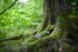 Old tree with moss at the bottom of the trunk in a forest. Illustration for an article by the European Platform for Urban Greening on Planting Trees in Autumn To Ensure Cooling in the Summer.