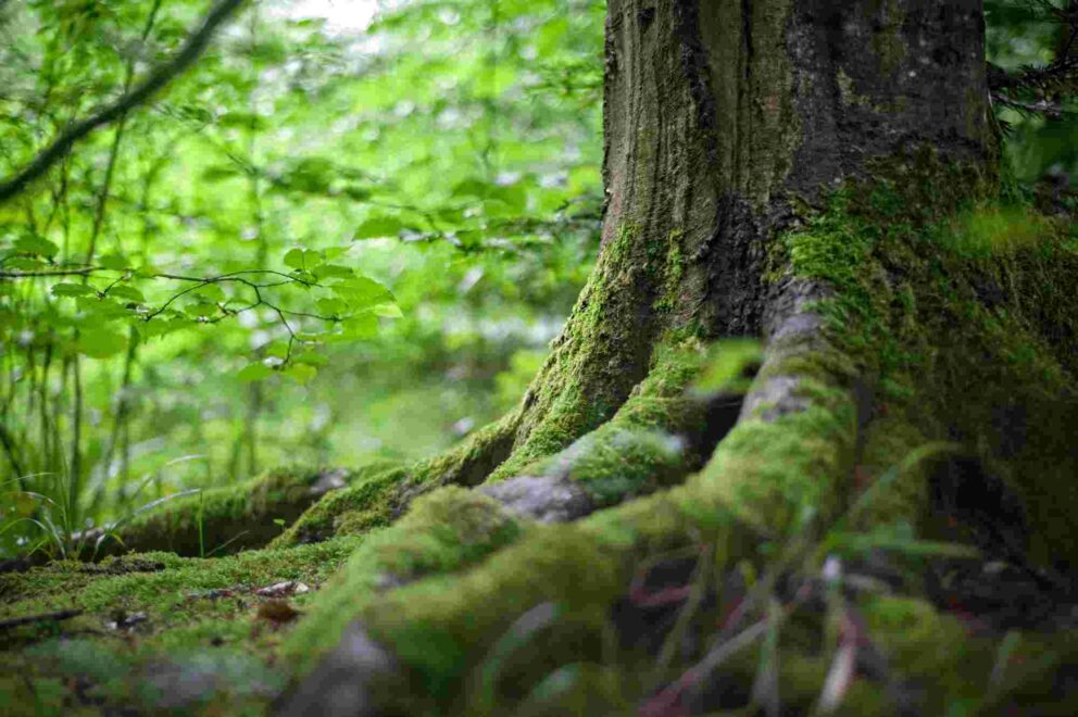 Old tree with moss at the bottom of the trunk in a forest. Illustration for an article by the European Platform for Urban Greening on Planting Trees in Autumn To Ensure Cooling in the Summer.