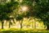 Planting Trees in Autumn Ensures Cooling in the Summer