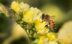 Main Initiatives in Urban Greening in 2023 From Romania